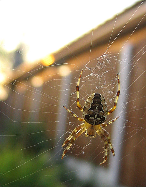 Web Building at Sundown