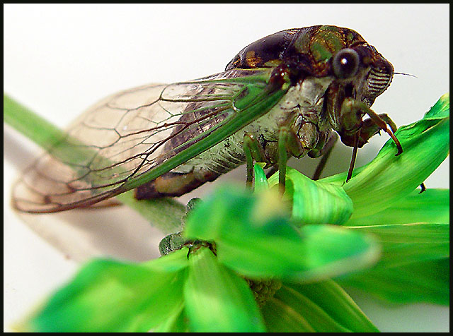 Cicada...Seventeen-Year Locust