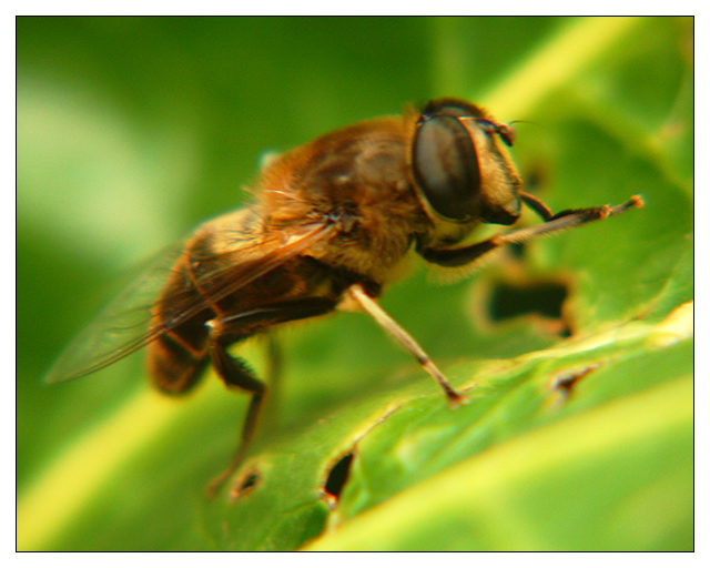 Bug Ugly