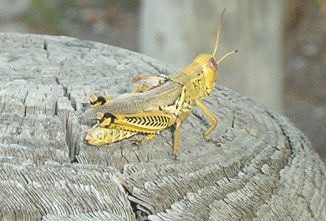 Grasshopper