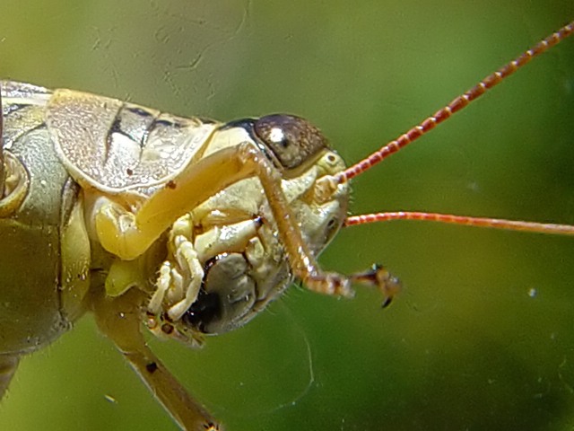Grasshopper Eye