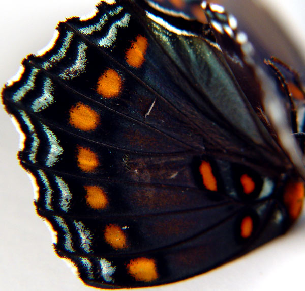 Butterfly Wing