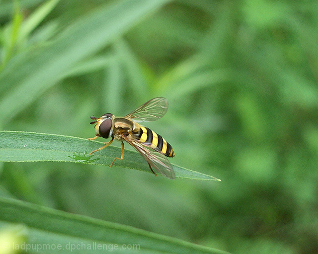 American Hover Fly