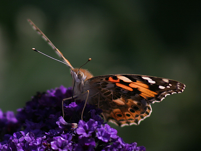 The Painted Lady