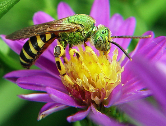 green stinger