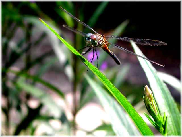 Dragonfly