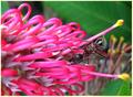 Plant life and Insect life