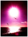 Jonathan Livingston Seagull