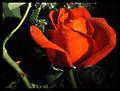 Life ... like rose and thorn