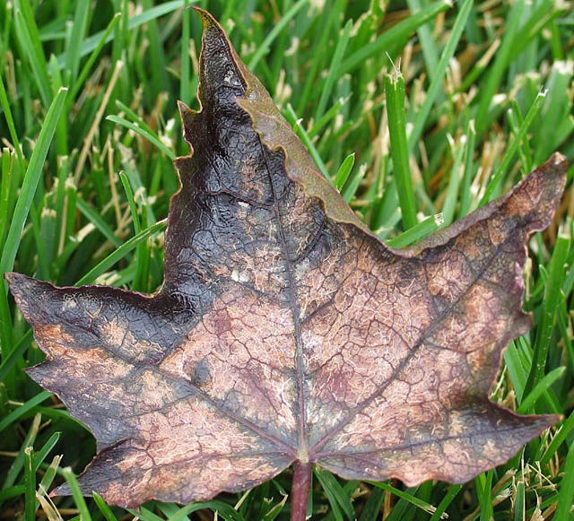 Life's Changing Seasons