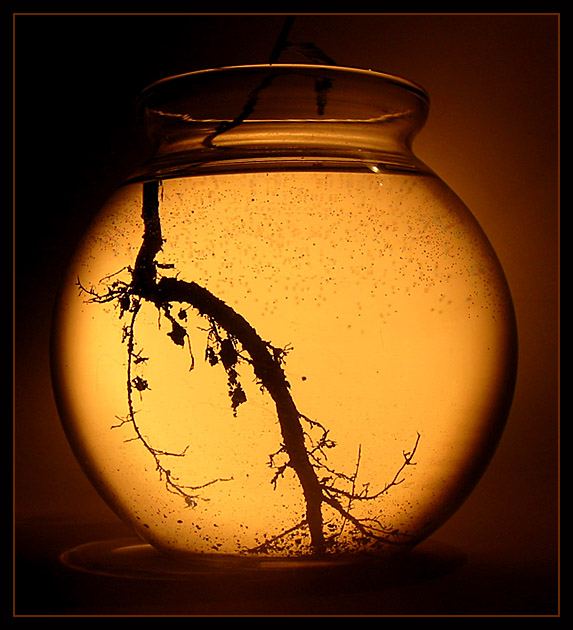 Life Roots