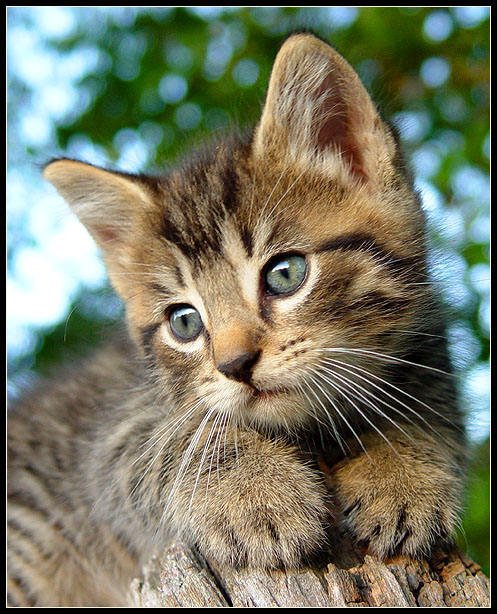An Innocent  New Life