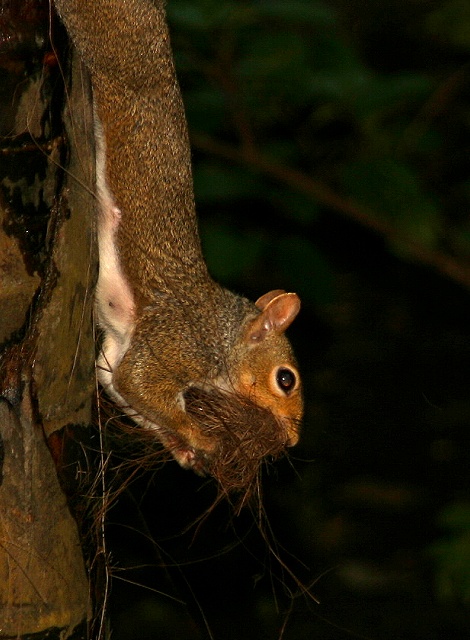 A squirrel's work is never done