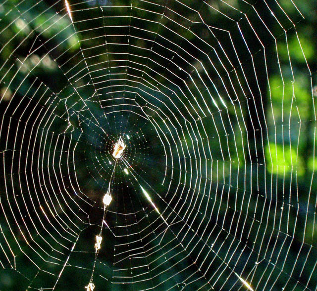 Points of Light in the Web of Life