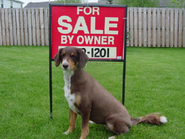 Mutt for Sale