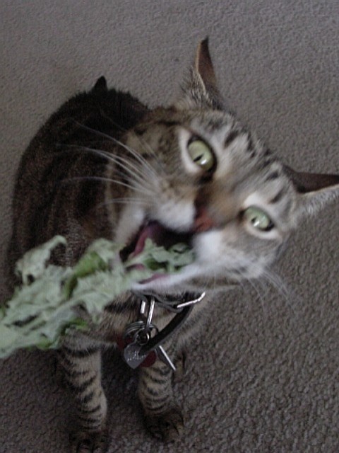 Got Catnip?