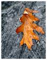 leaf in running water