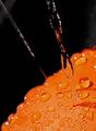 Orange Spritz
