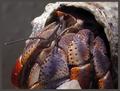  Purple Pincher Crab    (Coenobita clypeatus)