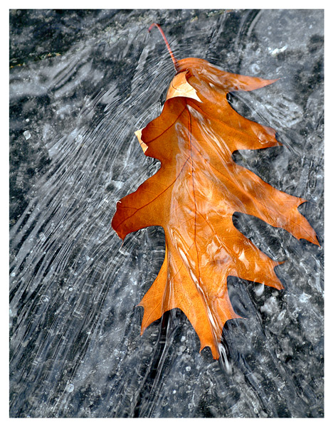leaf in running water