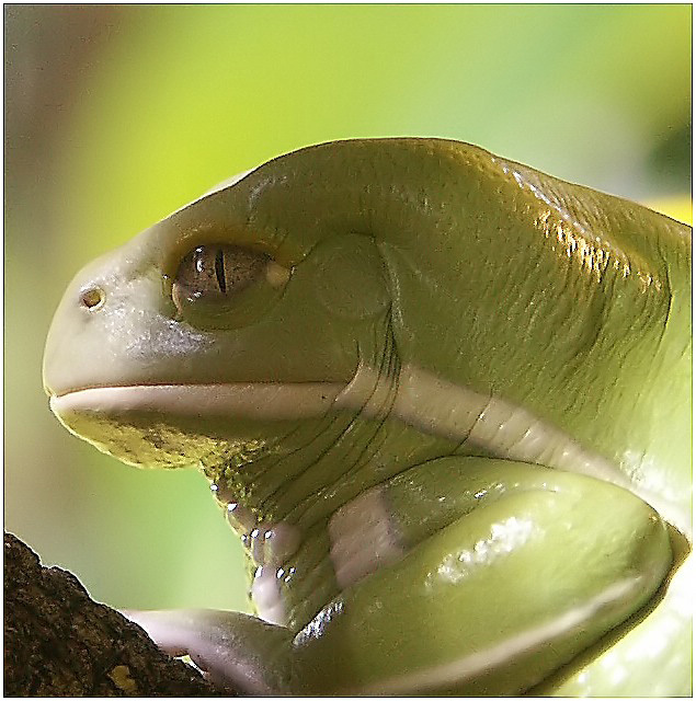 Chacoan Waxy Monkey Frog