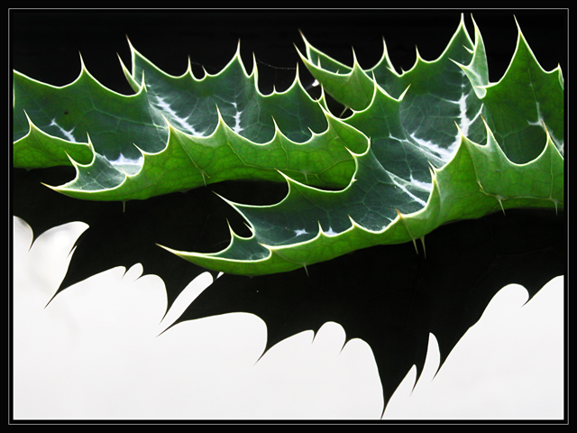 Thistle Leaf