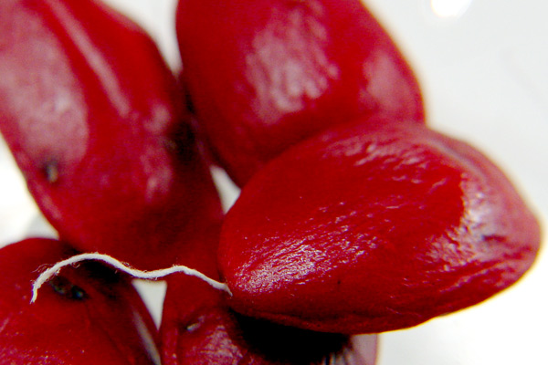 Magnolia Seeds