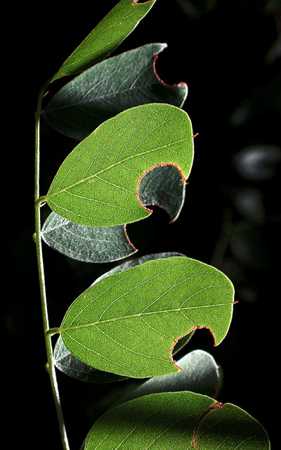 Leaf Cutting Wasp...Did It.