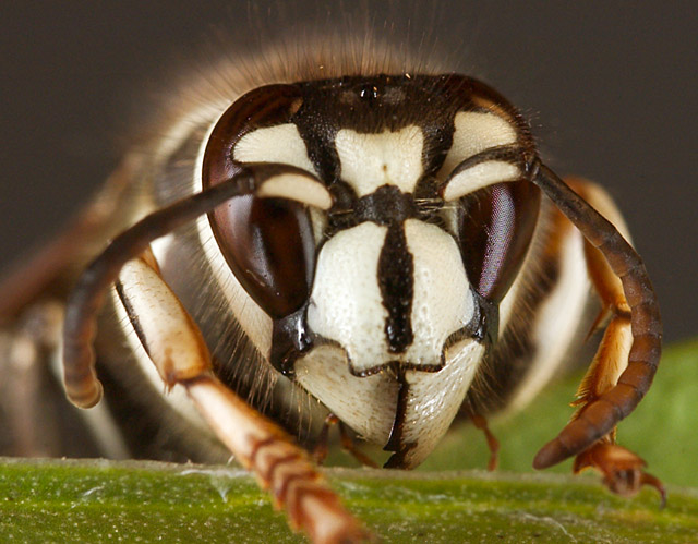 Darth Vader of the Insect World