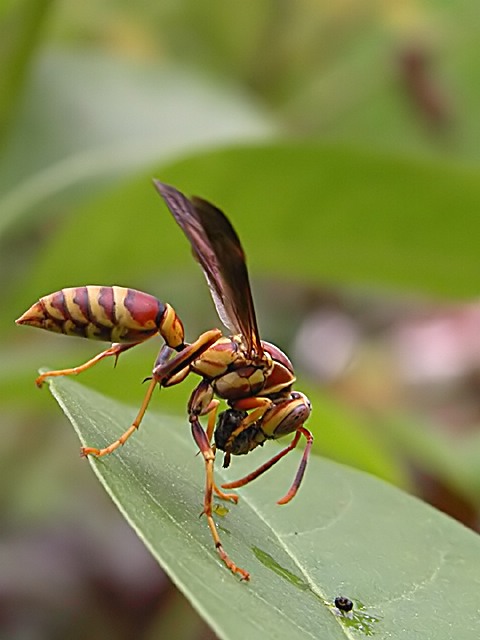 Wasp grabbing a snack