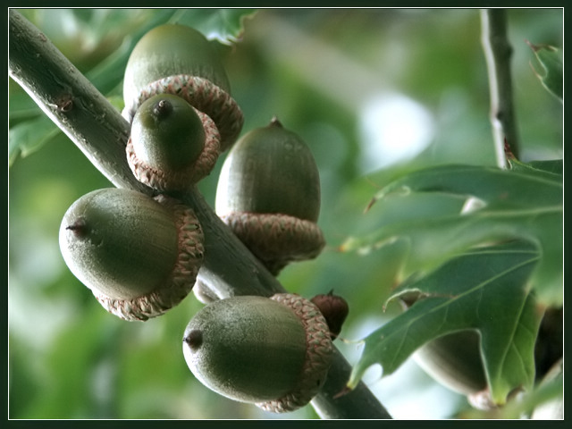 Fall's Fruit