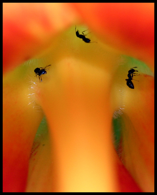 Deep Inside A Hibiscus