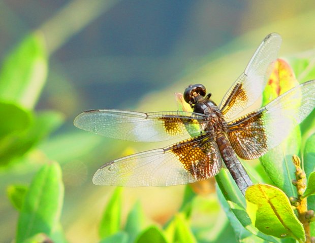 Dragonfly