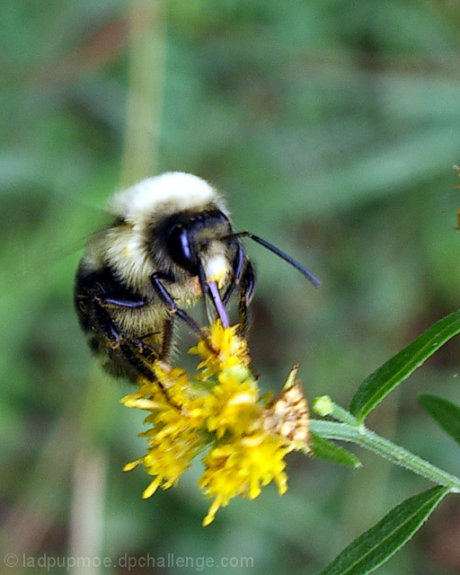 Pausing to collect some nectar