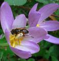 Where is pollen?