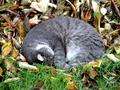 Cat nap