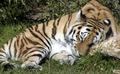 Sleeping Tiger