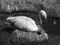 Flamingo on Nest