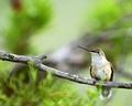 Resting Hummingbird.