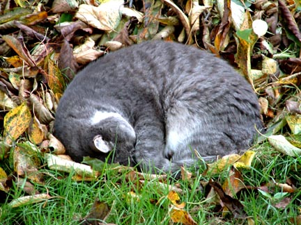 Cat nap