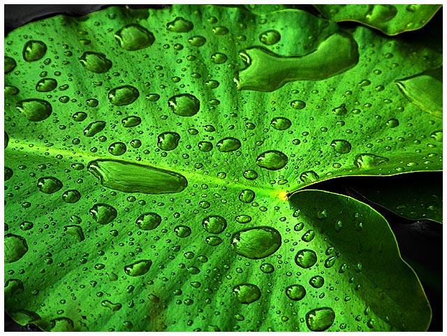 Water on Leaf on Water