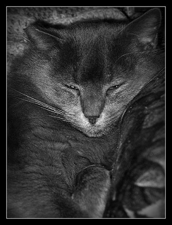 Sleepy Kitty