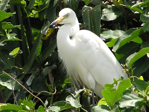 The Great Egret