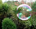 Fly with me in my bubble of dreams!