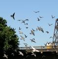 Flocking around the bridge