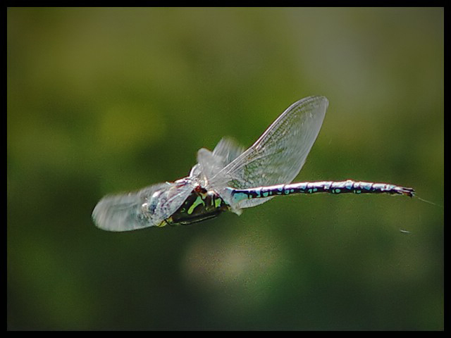 Dragon Flight