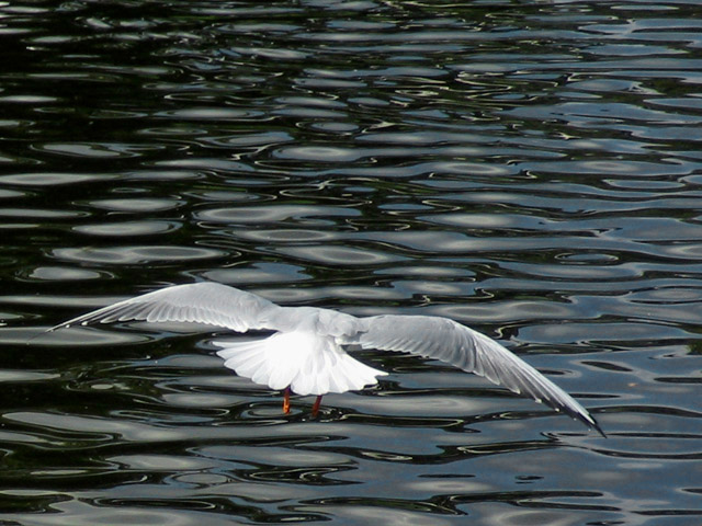 Flight over water