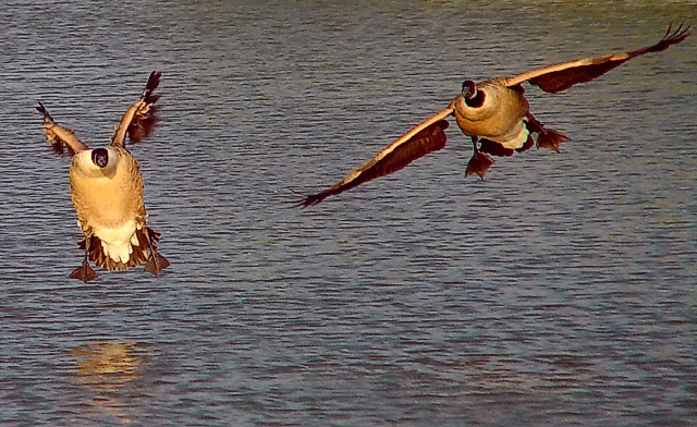 Gear Down, Flaps Out