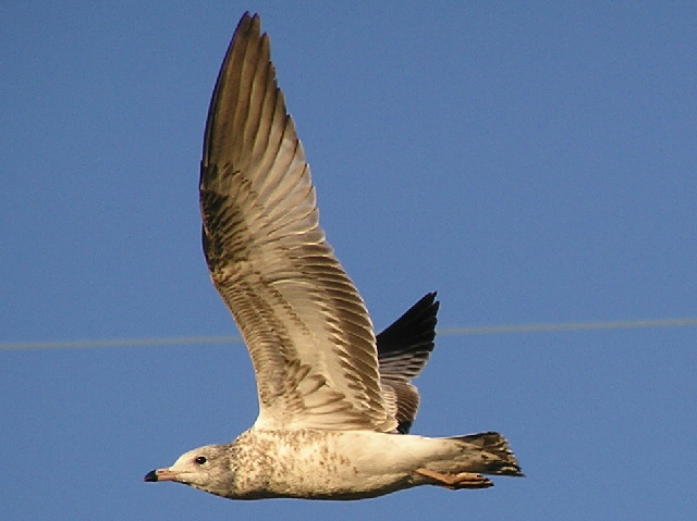 A good FLIGHT photo.........if I were a member