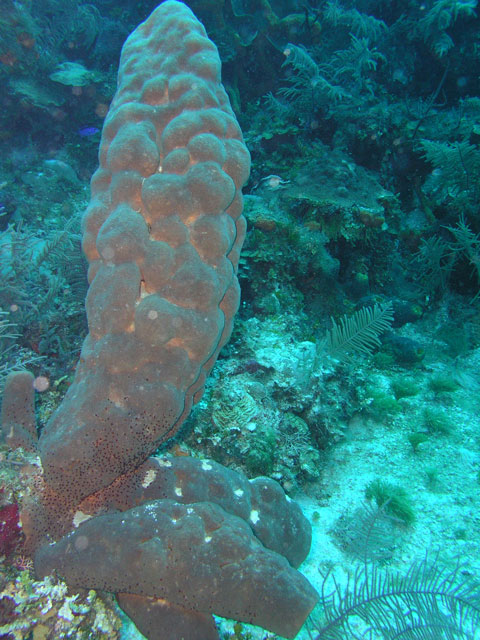 Coral - VIRGIN Reef, Jamaica